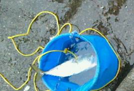 真冬にウキがスポッと沈むのをみたくて～